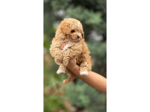 Kıvır kıvır maltipoo yavrularımız