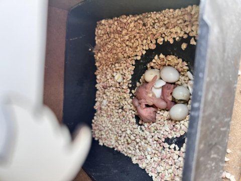 Ev üretimi minik muhabbet kuşlar