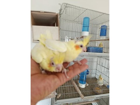 Sultan papağanı pamuklar yeme düşmek üzere