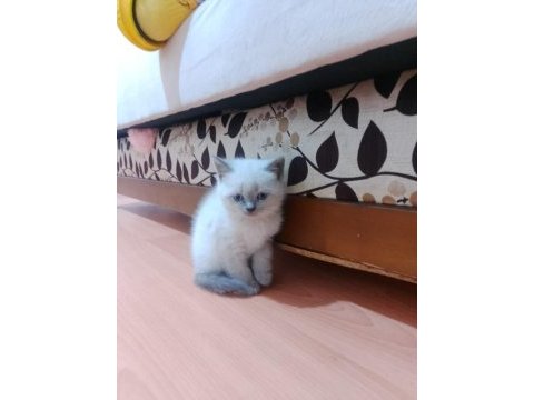 British blue point