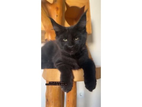 Türkiyenin her yerine teslim xxl maine coonlar