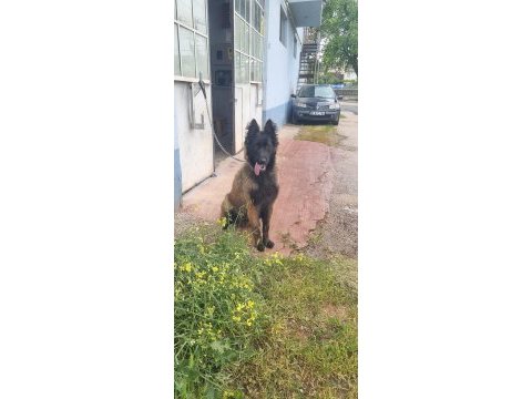 Türkiyedeki en özel malinois yavrular
