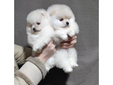 Teddy bear pomeranian yavruları