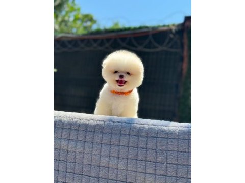 Sağlık ve ırk garantili pomeranian köpekler