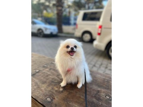 Eğitimli ırk ve sağlık garantili tea cup pomeranian