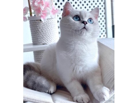 British shorthair dişi yavrumuz