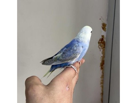 Bebek muhabbet kuşu yeni yeme düştü
