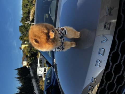 1 yaş erkek pomeranian boo sıfır burun