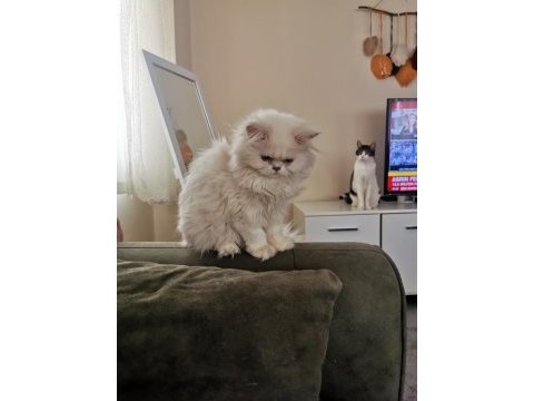 Silver point british longhair dişi