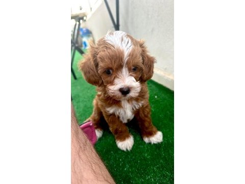 20 mart doğumlu maltipoo 8 aylık erkek