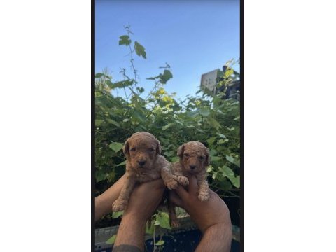 Red mini poodle yavrular