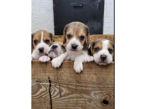 Beagle yavrularımız ırk garantilidir