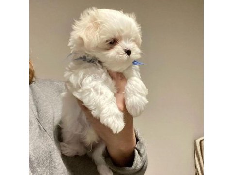 A kalite morkie yavrularımız
