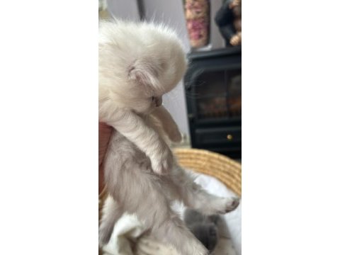 Masal gibi 2 british longhair yavru yeni yuvasını