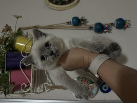 Boncuk gözlü british shorthair bebeler