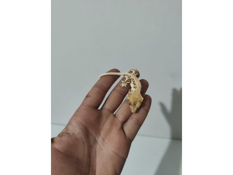 Üst kalite crested geckolar