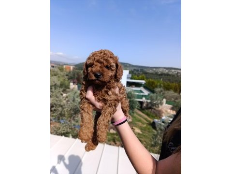 Toy poodle safkan yavrular izmir