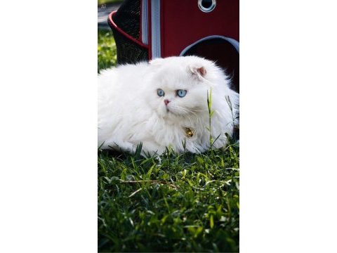 Bembeyaz scottish fold longhair mavi gözlü yavrular