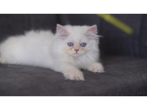 British longhair golden point erkek kedi