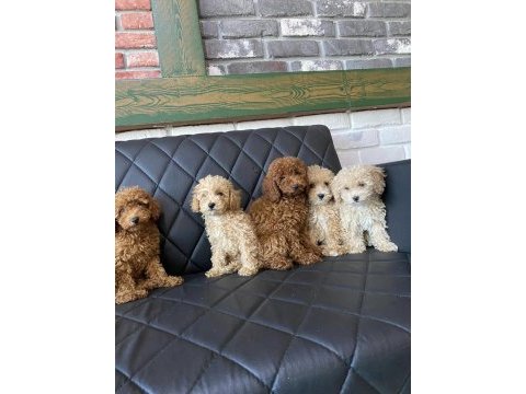 Maltese yavrular maltipo ve toy poodle yavrular ankara