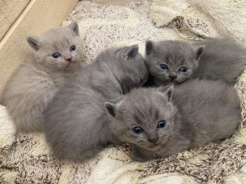 British shorthair bebekler