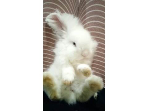 Hollanda lop tavşanı