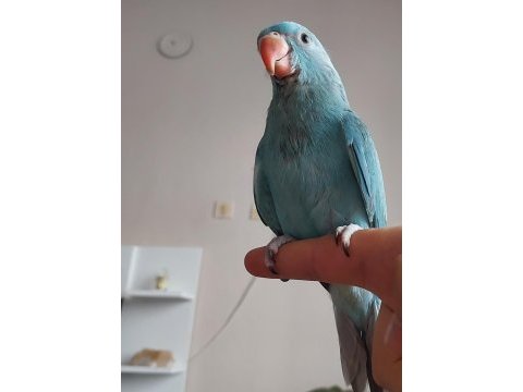 Mutasyon pakistan papağanı bebek