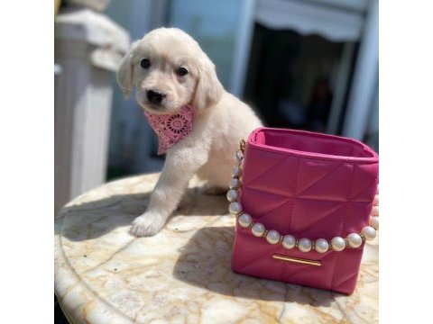 Orijinal golden retriever bebekler