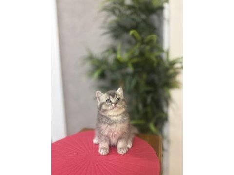Güzeller güzeli brıtısh shorthair yavrular 