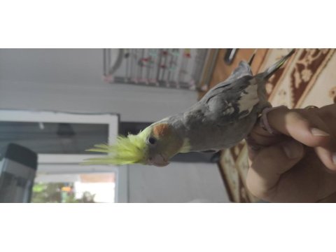 4 aylık sultan papağanı sahiplendirme