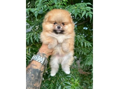 Ankarada pomeranian boo köpekler
