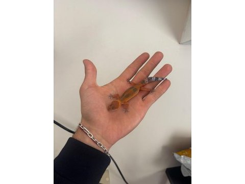 Leopard gecko