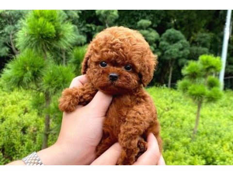 Adrese teslim toy poodle bebeklerim