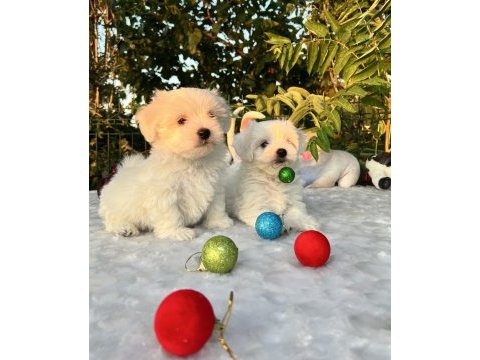 Kar beyaz maltese terrier yavrular