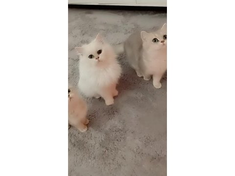 Full şecereli ns 12 british longhair