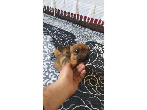 Canım chihuahua köpeğim