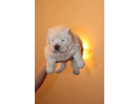Chow chow çin aslanı yavrular