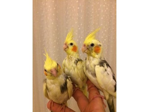 Yeni yeme düşen süt bebek papağanlar 1 aylıklar evcil sultan
