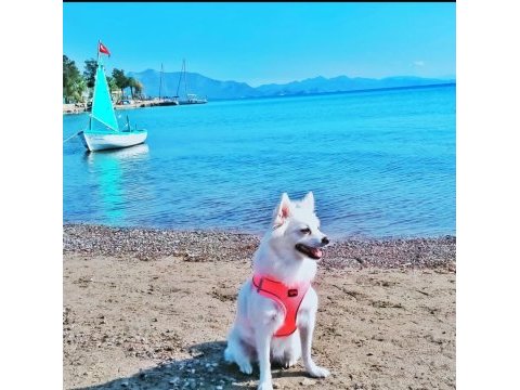 Son 2 yavru spitz