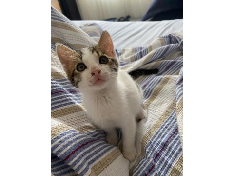 2 aylık erkek tekir kedimiz yeni yuvasını arıyor