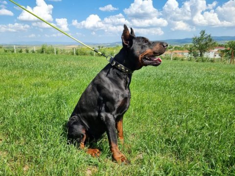 Kıf scr doberman yavruları