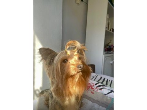 Teacup yorkshire terrier