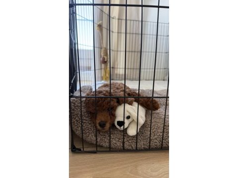 Toy poodle 2 aylık yavru