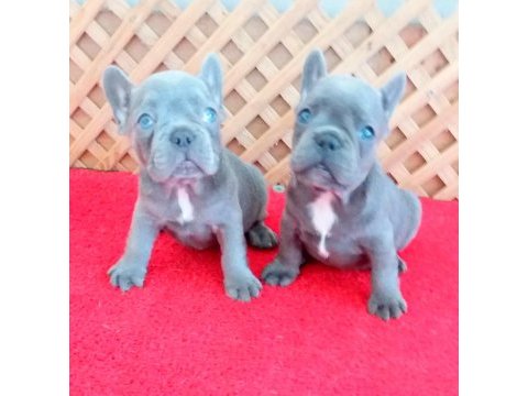Compact lilac and tan quad french bulldog yavrular izmir