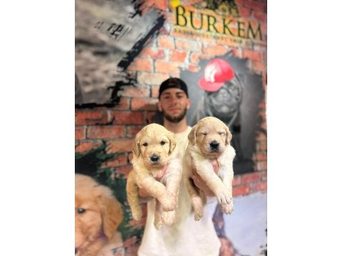 Burkemden a kan golden retriever yavrularımız