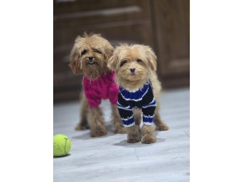 Sıfır numara maltipoo yavru