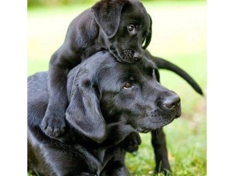 Türkiyenin en özel labrador yavruları 