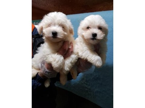 Maltese terrier yavrularımız