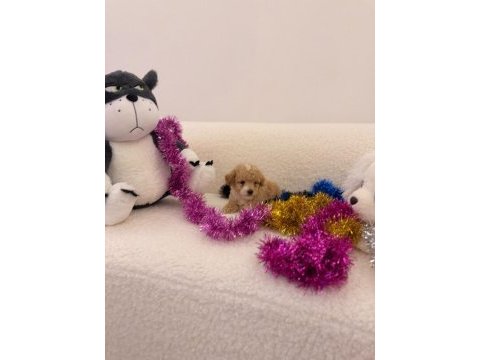 Sağlık ve ırk garantili maltipoo bebekler