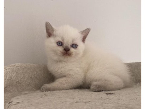 Ankaranın en orijinal cins yavru kedileri